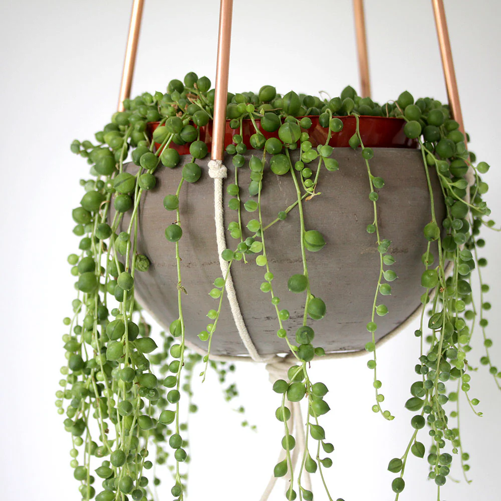 Modern Copper and Cotton Plant Hanger - Image 3